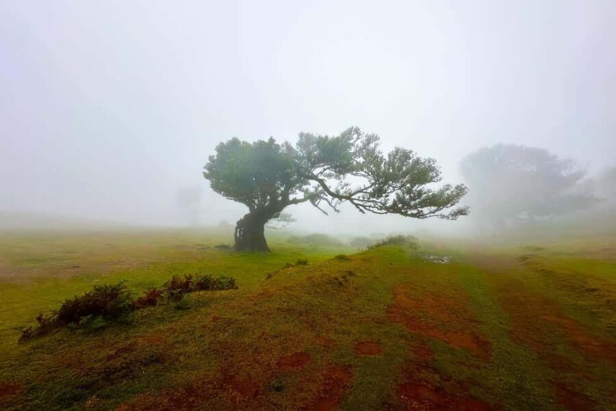 Fanal / Assobiadores - Levada Walk - In-Depth Breakdown of the Experience