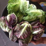 Farmer's Market + Street Food Walking Tour - Chef Curated - Why This Tour Offers Great Value