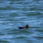 Faro: Funtastic Dolphin Watching Boat Tour - An In-Depth Look at the Faro Dolphin Watching Tour