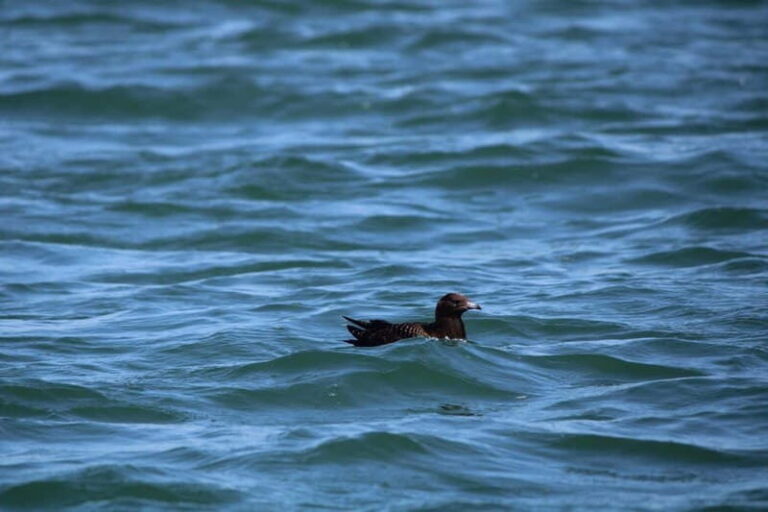Faro: Funtastic Dolphin Watching Boat Tour - An In-Depth Look at the Faro Dolphin Watching Tour
