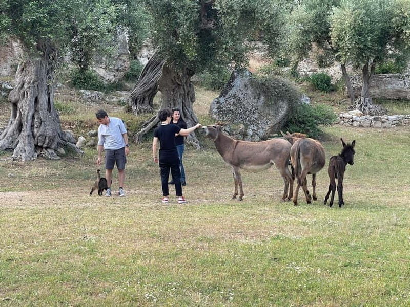 Fasano: e-bike tour to discover the wonders of the area - What’s Included and What to Expect