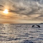 Fazana: dolphin safari and sightseeing in Brijuni at sunset - Final Thoughts