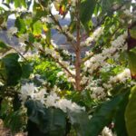 Finca Los Castaños: Agaete Valley Coffee Tour & Tasting - The Coffee Tasting: A Flavorful Finale