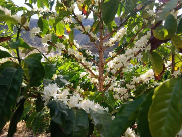 Finca Los Castaños: Agaete Valley Coffee Tour & Tasting - The Coffee Tasting: A Flavorful Finale