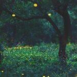 Firefly Sanctuary Tour in Puebla - Who Will Love This Tour?