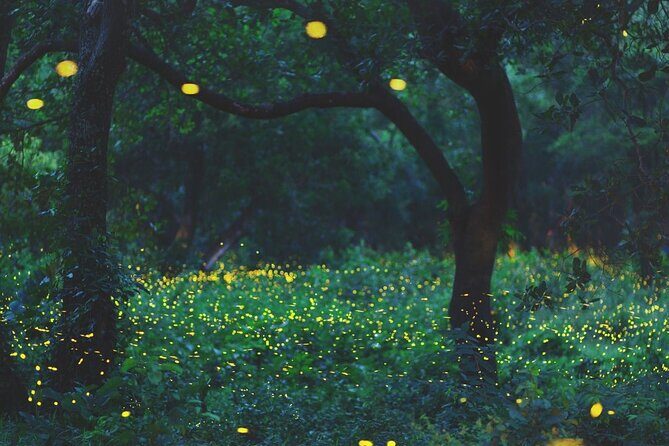 Firefly Sanctuary Tour in Puebla - Who Will Love This Tour?