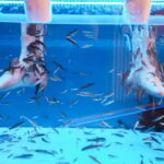 Fish Spa Experience Playa Fañabe - Why Choose a Fish Spa?