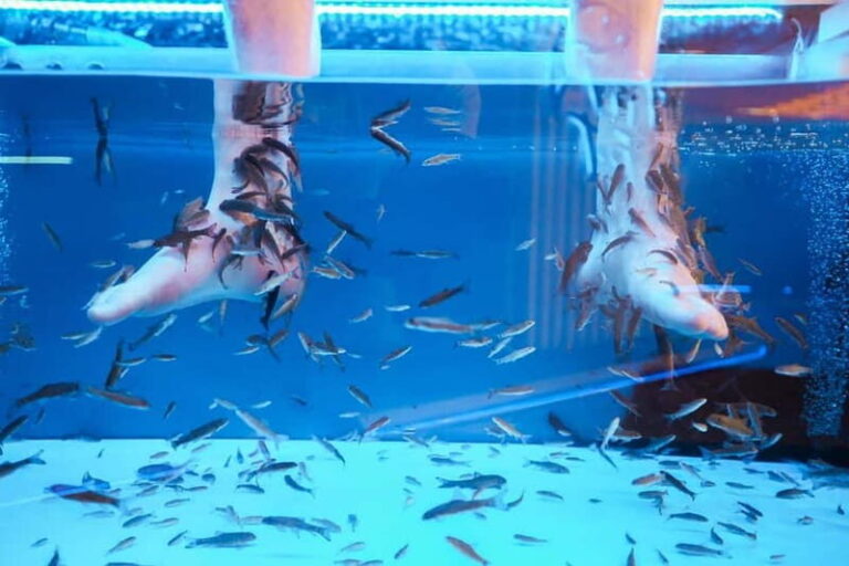Fish Spa Experience Playa Fañabe - Why Choose a Fish Spa?