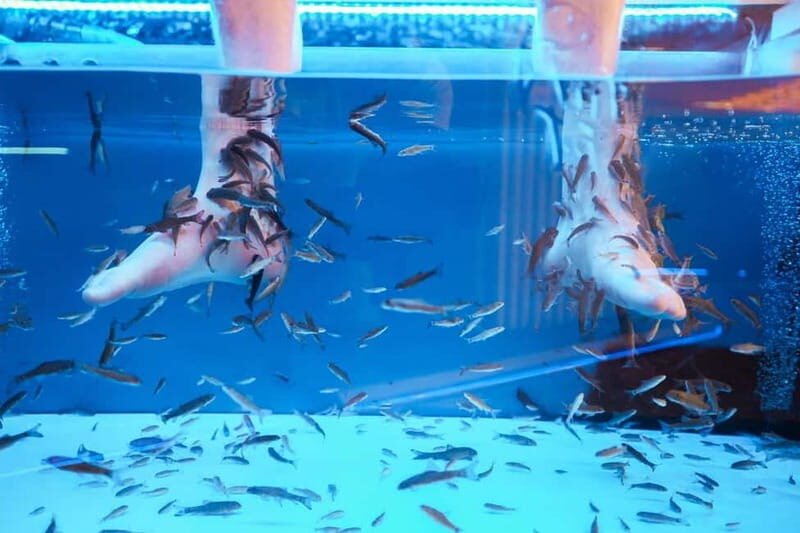 Fish Spa Experience Playa Fañabe - Why Choose a Fish Spa?