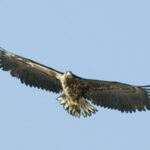 Fjord Cruise Tromsø  With a stop at Sommarøy Island - The Sum Up