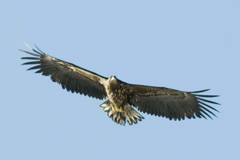 Fjord Cruise Tromsø  With a stop at Sommarøy Island - The Sum Up
