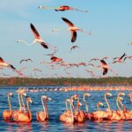 Flamingo Watching Private Tour in Celestun Biosphere Reserve - Practical Details and What to Expect