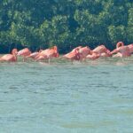 Flamingos Tour in Rio Lagartos Yucatan 2 hours - The Sum Up