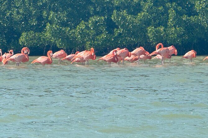 Flamingos Tour in Rio Lagartos Yucatan 2 hours - The Sum Up