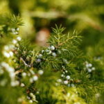 Flavour walk at the Arctic Circle - The Value of the Experience