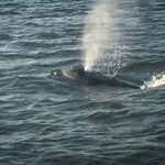 Folly Beach: Sunset Dolphin Boat Tour to Morris Island - Detailed Itinerary Breakdown