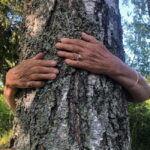 Forest Bathing in Stockholm nature with certified guide - The Itinerary in Detail