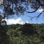 Forest Mindfulness and Embodiment Experience - Who Will Love This Experience?