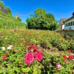FREE PHOTO near Zurich Rapperswil: Castle, Rose Old Town - Who Will Love This Tour?