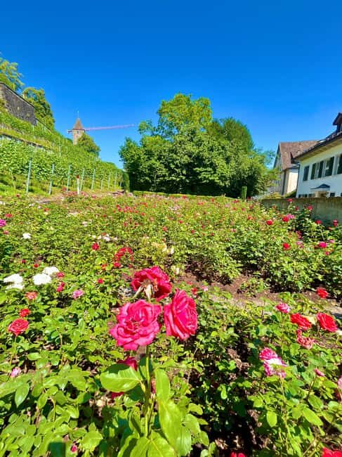 FREE PHOTO near Zurich Rapperswil: Castle, Rose Old Town - Who Will Love This Tour?