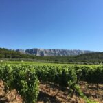 From Aix en Provence: Half-day Wine Tour in Provence - What Makes This Tour Stand Out
