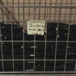 From Athens: Nemea Wine Tour with Corinth Canal Stop - An In-Depth Look at the Nemea Wine Tour