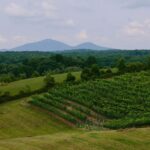 From Atlanta: Half-Day Wine Country Tour - Is It Worth the Price?