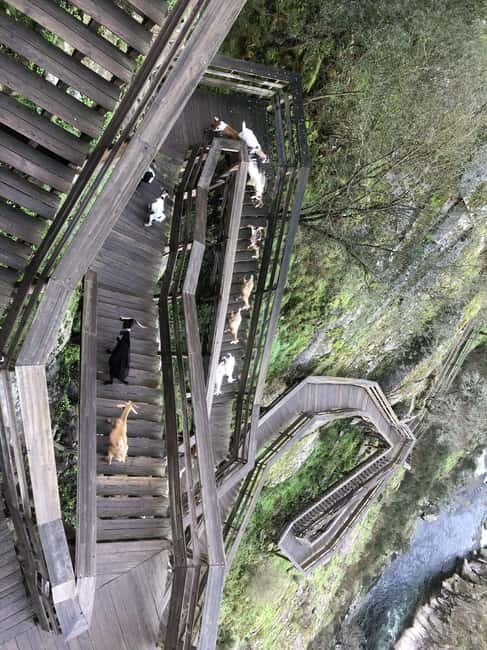 From Aveiro - Paiva Walkways and 516 Bridge - Who Will Love This Tour?