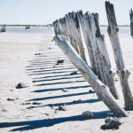 From Avignon: Camargue Tour with Pont de Gau Bird Park Entry - Transportation and Group Dynamics