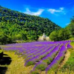 From Avignon: Provence Highlights Full-Day Tour - Practical Details: What to Expect