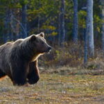From Banff: Banff Wildlife & Scenic Highlights Premium Tour - The Role of Guides & Guest Experiences