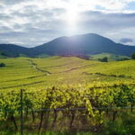 From Basel: day trip to Colmar, Hohkönigsburg, Ribeauvillé - Charming Colmar: The Fairy-Tale Town