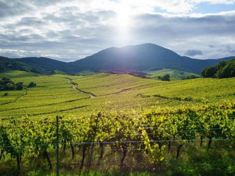 From Basel: day trip to Colmar, Hohkönigsburg, Ribeauvillé - Charming Colmar: The Fairy-Tale Town