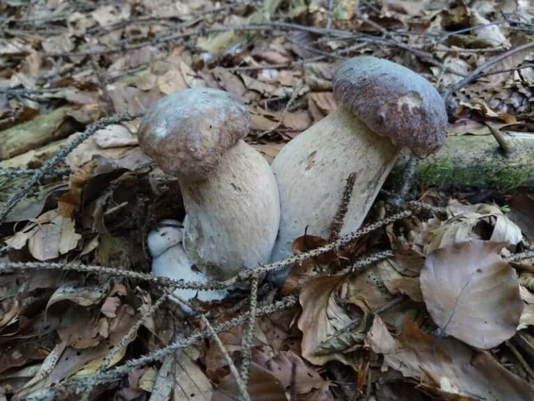 From Brasov: Half-Day Foraging Lesson - What You Can Expect from the Tour