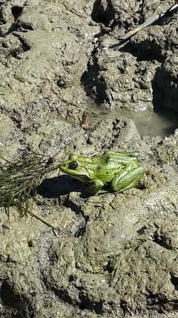From Bucharest: 3-Day Danube Delta Birdwatching Private Tour - Why This Tour Offers Great Value  
