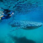 From Cabo: Snorkel with Whale Sharks in La Paz - What’s Included & What to Consider