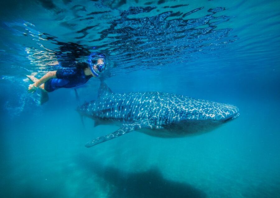 From Cabo: Snorkel with Whale Sharks in La Paz - What’s Included & What to Consider