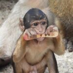 From Cadiz Bay: Gibraltar Day Trip with Rock Tour - Transportation & Group Size