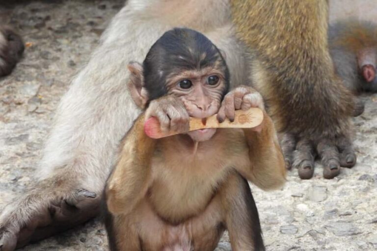 From Cadiz Bay: Gibraltar Day Trip with Rock Tour - Transportation & Group Size