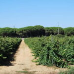 From Cádiz: Chiclana de la Frontera Winery Tour with Lunch - A Detailed Look at the Experience