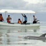 From Campeche: Isla Aguada Dolphin Encounter Tour - Why This Tour Is Worth Considering