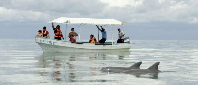 From Campeche: Isla Aguada Dolphin Encounter Tour - Why This Tour Is Worth Considering