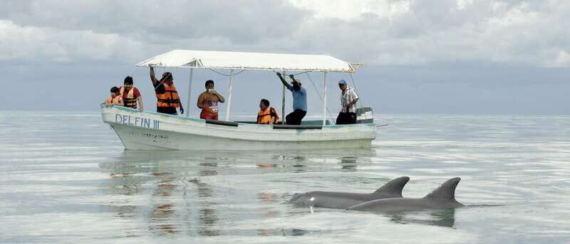 From Campeche: Isla Aguada Dolphin Encounter Tour - Why This Tour Is Worth Considering