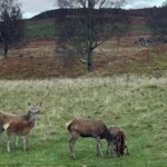 From Carrbridge: Cairngorms, Whisky, and Highland History - An Introduction to the Cairngorms and Highland Heritage