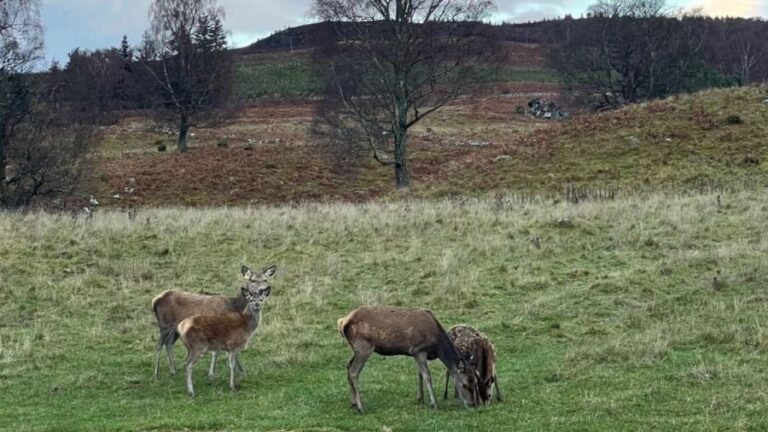 From Carrbridge: Cairngorms, Whisky, and Highland History - An Introduction to the Cairngorms and Highland Heritage