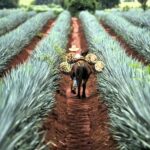 FROM CDMX: Queretaro, Guanajuato, San Luis Potosi, Zacatecas, Guadalajara - What Makes This Tour Stand Out?