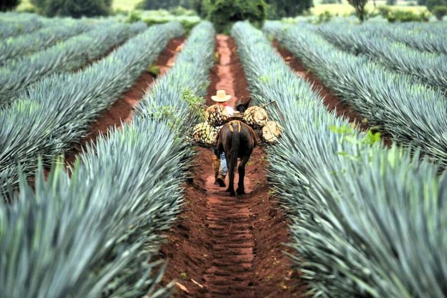 FROM CDMX: Queretaro, Guanajuato, San Luis Potosi, Zacatecas, Guadalajara - What Makes This Tour Stand Out?