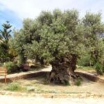 From Chania: Olive Oil, Wine, Cheese & Honey Tasting Tour - Visiting the Ancient Olive Tree of Vouves