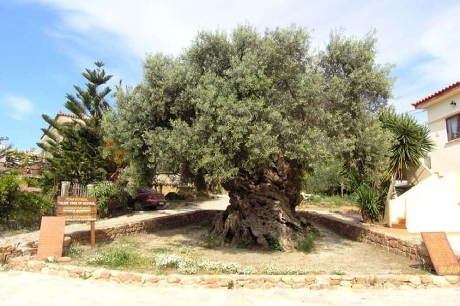 From Chania: Olive Oil, Wine, Cheese & Honey Tasting Tour - Visiting the Ancient Olive Tree of Vouves