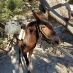 From Chania: Samaria Gorge Hiking Tour Easy Way - The Boat Trip and Time at Agia Roumeli